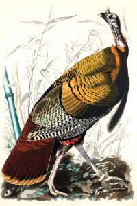 Wild Turkey or Great American Cock from Birds of America (1827) by John James Audubon, etched by William Home Lizars.. Free illustration for personal and commercial use.