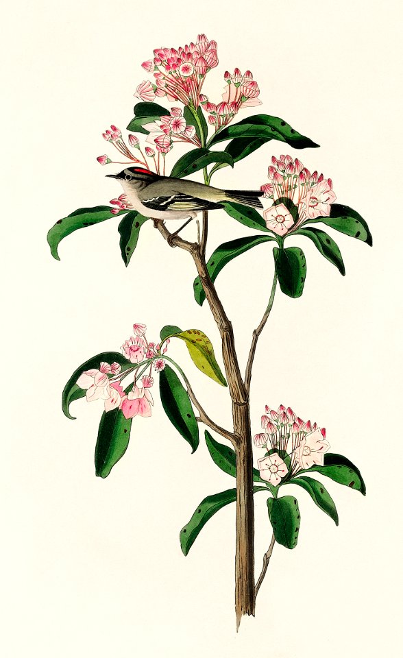 Cuvier's Kinglet from Birds of America (1827) by John James Audubon, etched by William Home Lizars.