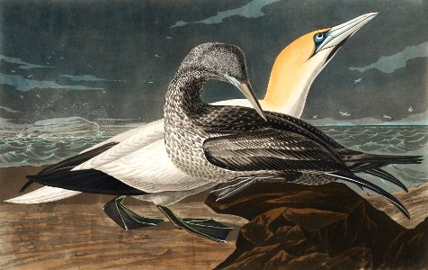 Gannet from Birds of America (1827) by John James Audubon, etched by William Home Lizars.. Free illustration for personal and commercial use.
