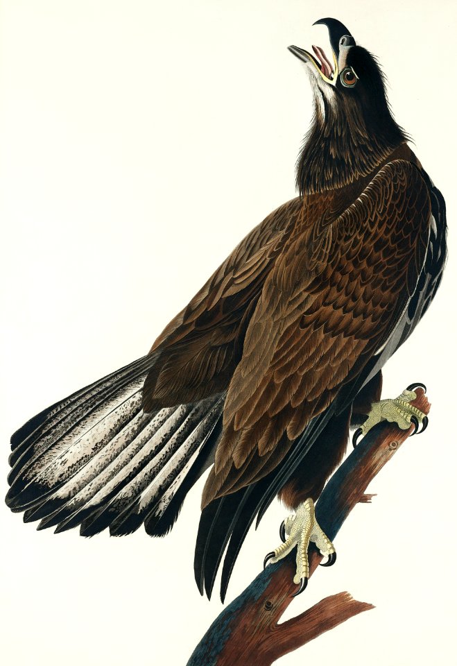 White-headed Eagle from Birds of America (1827) by John James Audubon, etched by William Home Lizars.