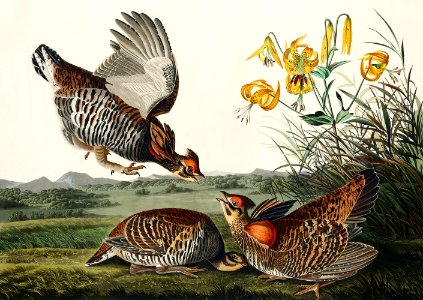 Pinnated Grouse from Birds of America (1827) by John James Audubon, etched by William Home Lizars.. Free illustration for personal and commercial use.
