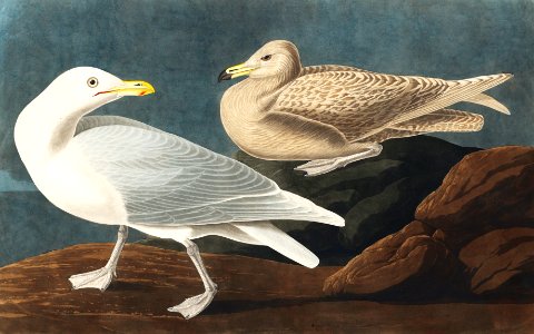 Burgomaster Gull from Birds of America (1827) by John James Audubon (1785 - 1851), etched by Robert Havell (1793 - 1878).. Free illustration for personal and commercial use.