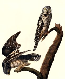 Hawk Owl from Birds of America (1827) by John James Audubon, etched by William Home Lizars.. Free illustration for personal and commercial use.