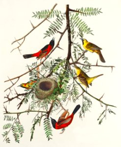Orchard Oriole from Birds of America (1827) by John James Audubon, etched by William Home Lizars.. Free illustration for personal and commercial use.