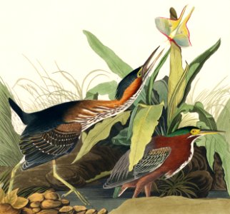 Green Heron from Birds of America (1827) by John James Audubon, etched by William Home Lizars.. Free illustration for personal and commercial use.