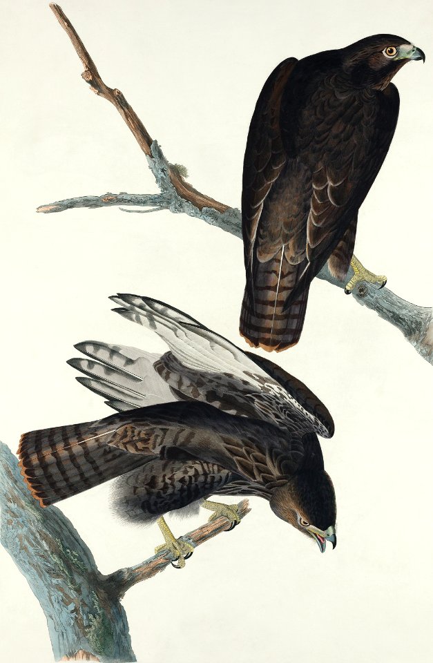 Black Warrior from Birds of America (1827) by John James Audubon, etched by William Home Lizars.