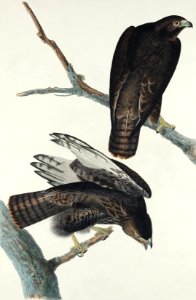 Black Warrior from Birds of America (1827) by John James Audubon, etched by William Home Lizars.. Free illustration for personal and commercial use.