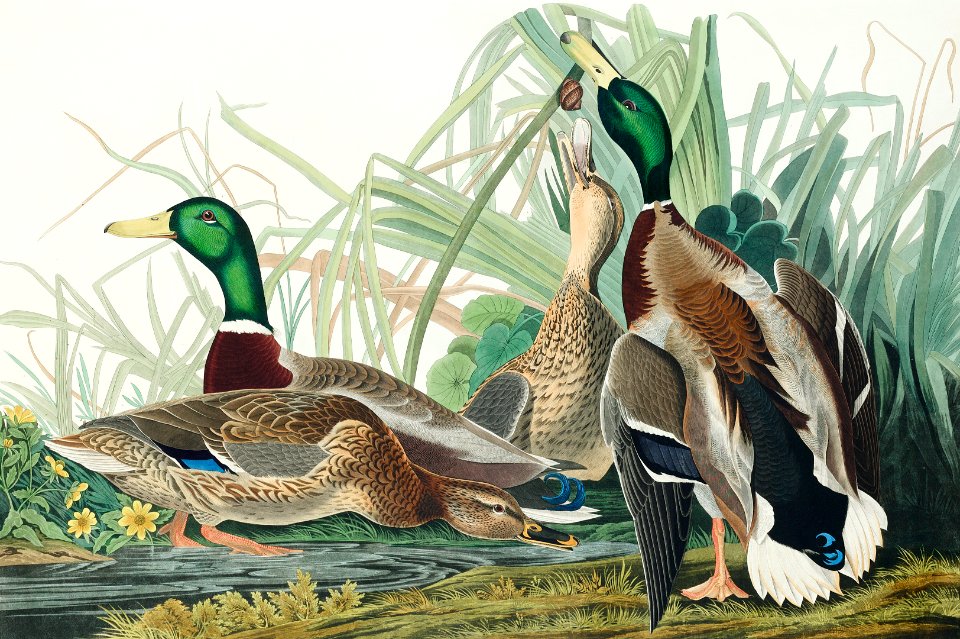 Mallard Duck from Birds of America (1827) by John James Audubon, etched by William Home Lizars.