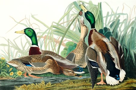 Mallard Duck from Birds of America (1827) by John James Audubon, etched by William Home Lizars.. Free illustration for personal and commercial use.