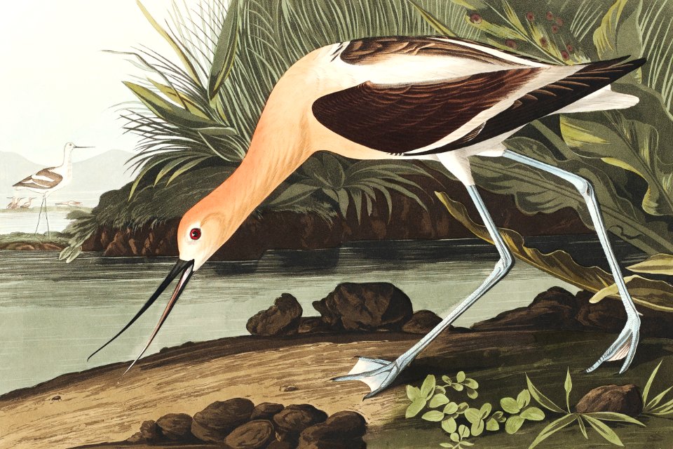 American Avocet from Birds of America (1827) by John James Audubon, etched by William Home Lizars.