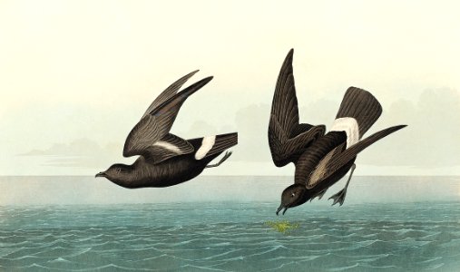 Least Stormy-Petrel from Birds of America (1827) by John James Audubon, etched by William Home Lizars.. Free illustration for personal and commercial use.