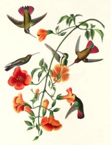 Mango Hummingbird from Birds of America (1827) by John James Audubon, etched by William Home Lizars.. Free illustration for personal and commercial use.