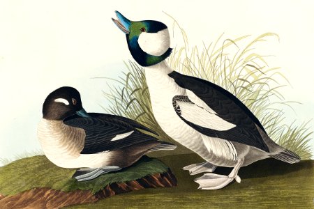 Buffel-headed Duck from Birds of America (1827) by John James Audubon, etched by William Home Lizars.. Free illustration for personal and commercial use.