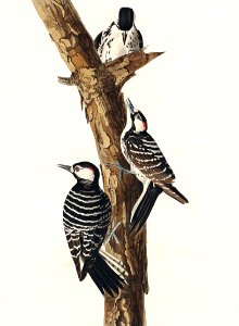 Red-Cockaded Woodpecker from Birds of America (1827) by John James Audubon, etched by William Home Lizars.. Free illustration for personal and commercial use.