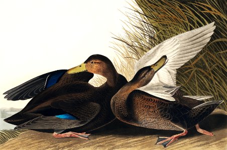 Dusky Duck from Birds of America (1827) by John James Audubon, etched by William Home Lizars.. Free illustration for personal and commercial use.