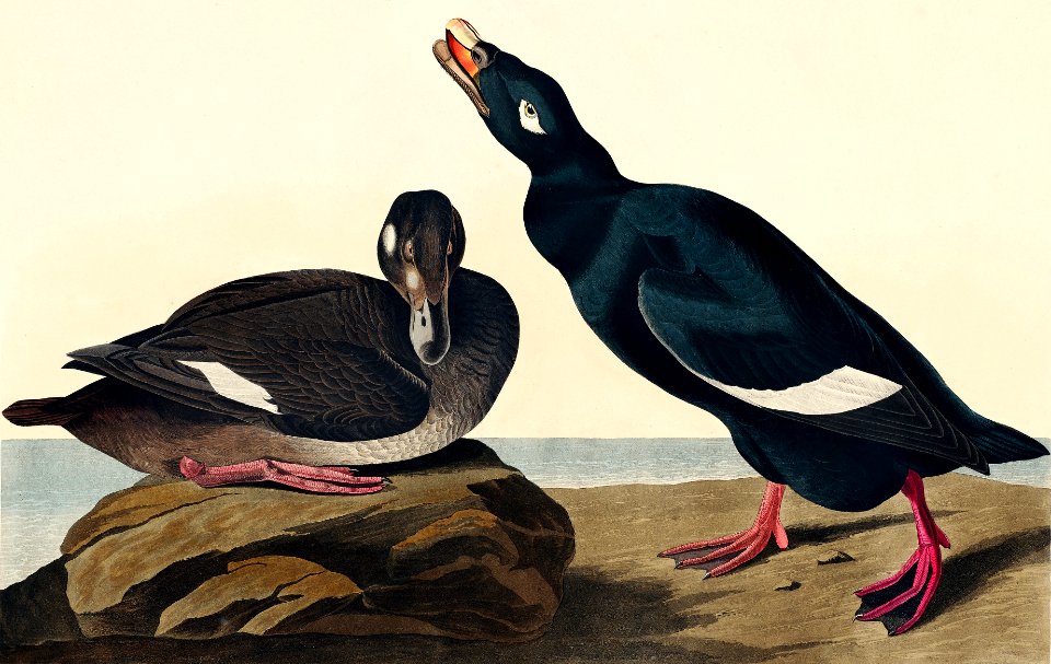 Velvet Duck from Birds of America (1827) by John James Audubon, etched by William Home Lizars.