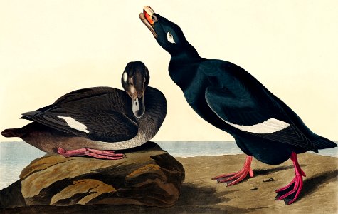 Velvet Duck from Birds of America (1827) by John James Audubon, etched by William Home Lizars.. Free illustration for personal and commercial use.