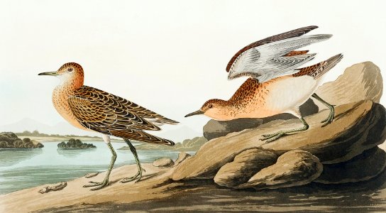 Buff breasted Sandpiper from Birds of America (1827) by John James Audubon, etched by William Home Lizars.
