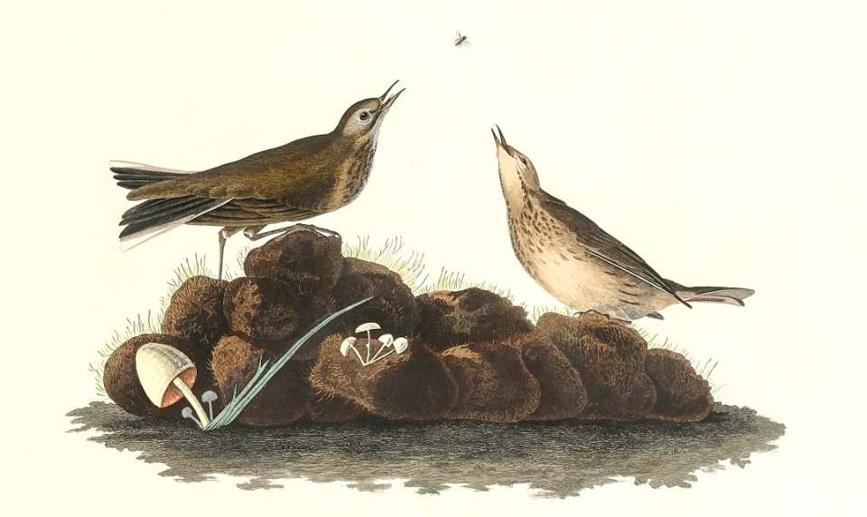 Brown Lark from Birds of America (1827) by John James Audubon, etched by William Home Lizars.