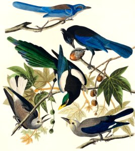 Yellow-Billed Magpie, Stellers Jay, Ultramarine Jay and Clark's Crow from Birds of America (1827) by John James Audubon, etched by William Home Lizars.