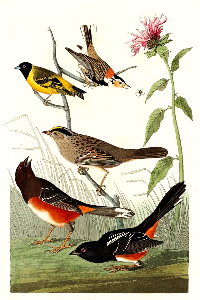 Chestnut-coloured Finch, Black-headed Siskin, Black crown Bunting and Arctic Ground Finch from Birds of America (1827) by John James Audubon (1785 - 1851), etched by Robert Havell (1793 - 1878).