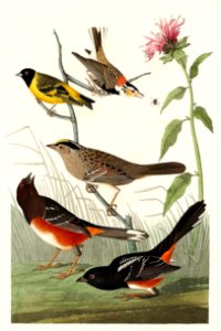 Chestnut-coloured Finch, Black-headed Siskin, Black crown Bunting and Arctic Ground Finch from Birds of America (1827) by John James Audubon (1785 - 1851), etched by Robert Havell (1793 - 1878).. Free illustration for personal and commercial use.