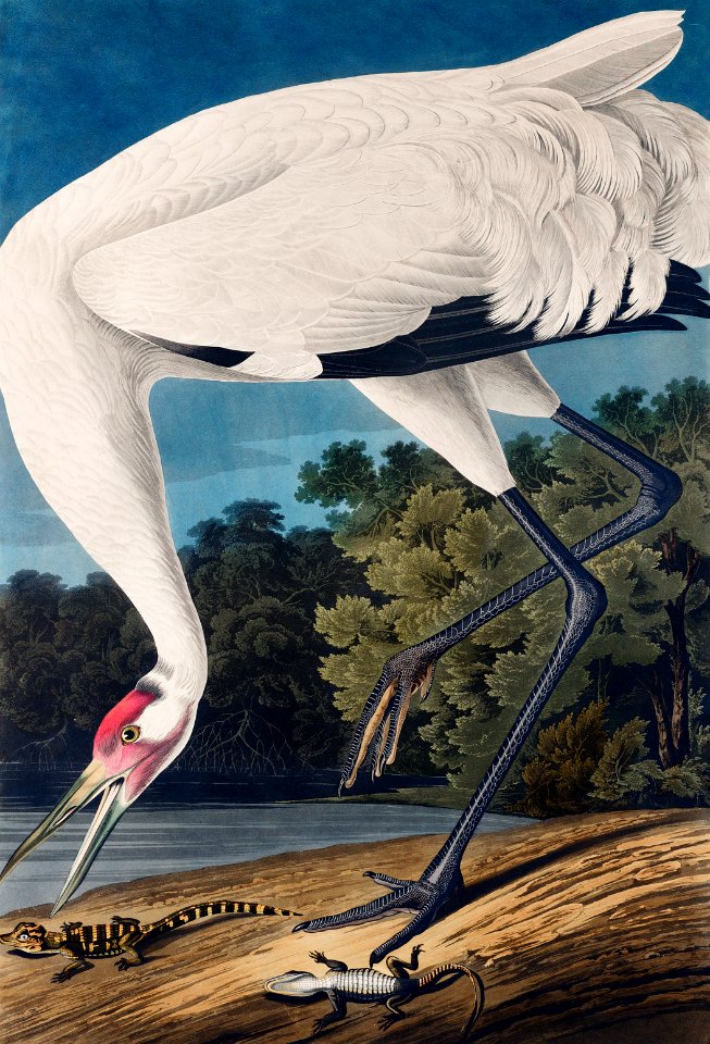 Hooping Crane from Birds of America (1827) by John James Audubon, etched by William Home Lizars.
