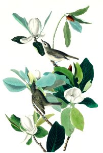 Warbling Flycatcher from Birds of America (1827) by John James Audubon, etched by William Home Lizars.. Free illustration for personal and commercial use.