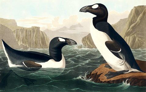 Great Auk from Birds of America (1827) by John James Audubon, etched by William Home Lizars.
