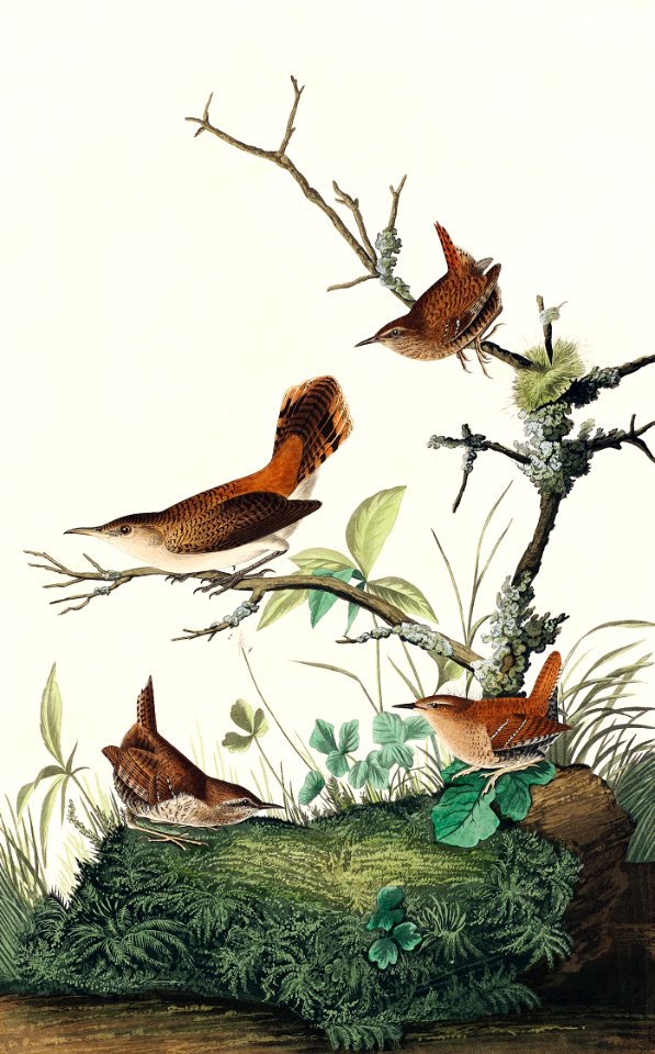 Winter Wren and Rock Wren from Birds of America (1827) by John James Audubon, etched by William Home Lizars.