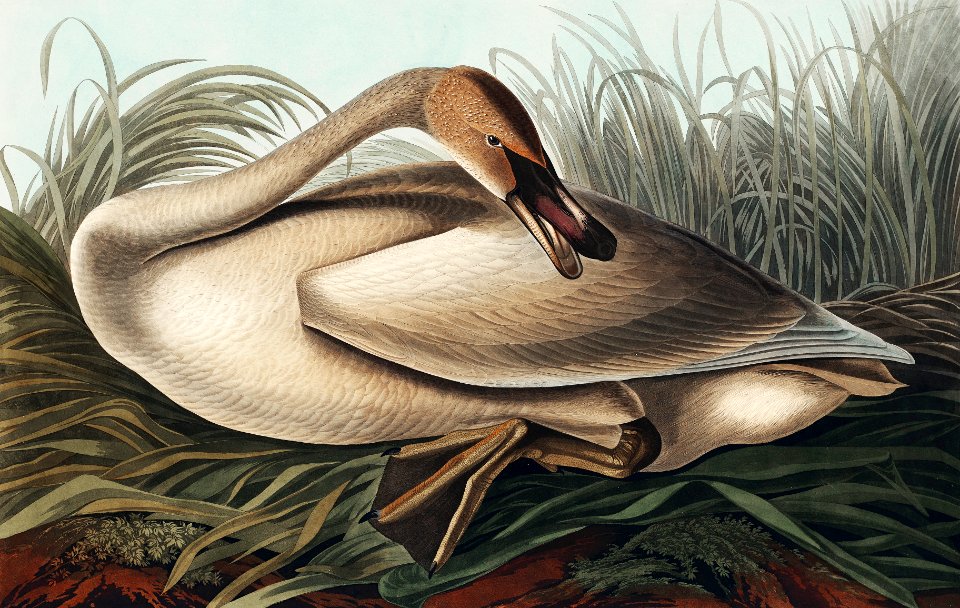 Trumpeter Swan from Birds of America (1827) by John James Audubon, etched by William Home Lizars.