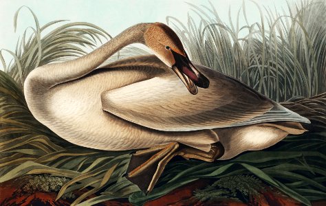Trumpeter Swan from Birds of America (1827) by John James Audubon, etched by William Home Lizars.. Free illustration for personal and commercial use.