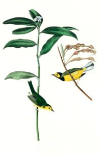 Hooded Warbler from Birds of America (1827) by John James Audubon, etched by William Home Lizars.. Free illustration for personal and commercial use.