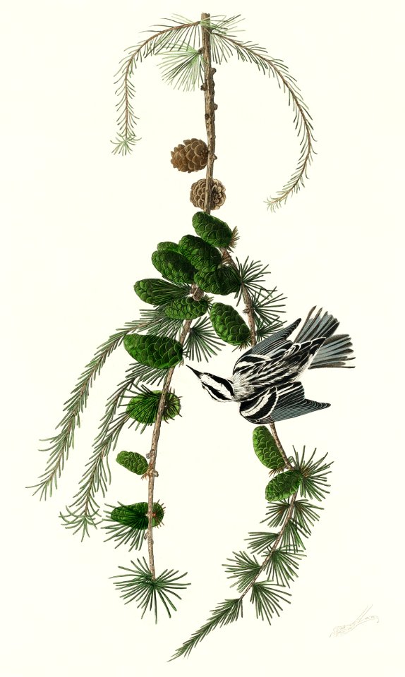 Black & White Creeper from Birds of America (1827) by John James Audubon, etched by William Home Lizars.