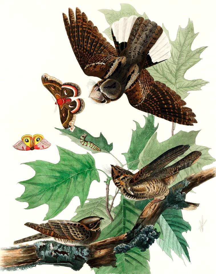 Whip-poor-will from Birds of America (1827) by John James Audubon, etched by William Home Lizars.