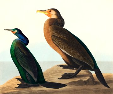 Violet-green Cormorant and Townsend's Cormorant from Birds of America (1827) by John James Audubon (1785 - 1851), etched by Robert Havell (1793 - 1878).. Free illustration for personal and commercial use.
