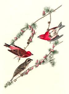 Purple Finch from Birds of America (1827) by John James Audubon, etched by William Home Lizars.. Free illustration for personal and commercial use.