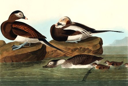 Long-tailed Duck from Birds of America (1827) by John James Audubon, etched by William Home Lizars.. Free illustration for personal and commercial use.