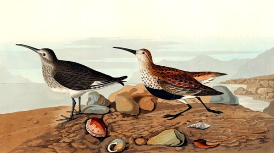 Red backed Sandpiper from Birds of America (1827) by John James Audubon, etched by William Home Lizars.. Free illustration for personal and commercial use.
