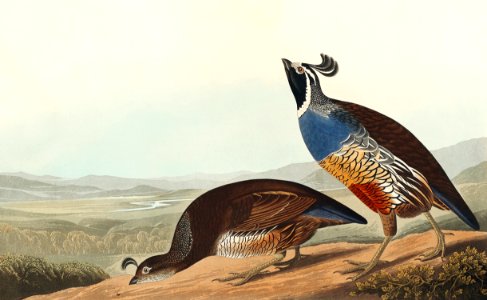 California Partridge from Birds of America (1827) by John James Audubon (1785 - 1851), etched by Robert Havell (1793 - 1878).. Free illustration for personal and commercial use.