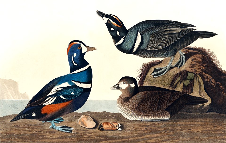 Harlequin Duck from Birds of America (1827) by John James Audubon, etched by William Home Lizars.