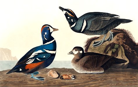 Harlequin Duck from Birds of America (1827) by John James Audubon, etched by William Home Lizars.. Free illustration for personal and commercial use.