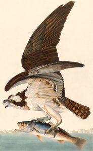 Fish Hawk, or Osprey from Birds of America (1827) by John James Audubon, etched by William Home Lizars.