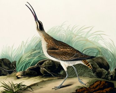Hudsonian Curlew from Birds of America (1827) by John James Audubon, etched by William Home Lizars.