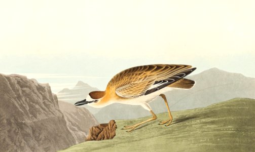Rocky Mountain Plover from Birds of America (1827) by John James Audubon, etched by William Home Lizars.. Free illustration for personal and commercial use.