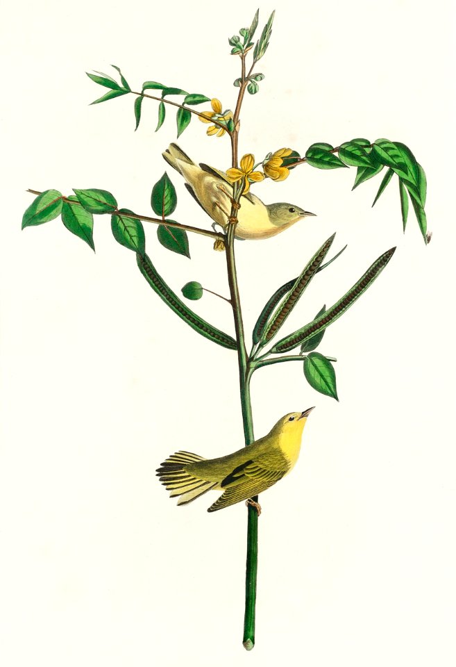 Children's Warbler from Birds of America (1827) by John James Audubon, etched by William Home Lizars.