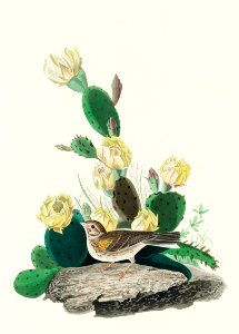 Grass Finch, or Bay-winged Bunting from Birds of America (1827) by John James Audubon, etched by William Home Lizars.. Free illustration for personal and commercial use.