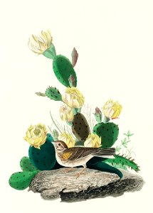 Grass Finch, or Bay-winged Bunting from Birds of America (1827) by John James Audubon, etched by William Home Lizars.