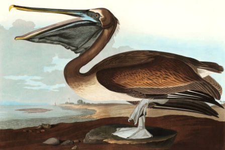 Brown Pelican from Birds of America (1827) by John James Audubon (1785 - 1851), etched by Robert Havell (1793 - 1878).. Free illustration for personal and commercial use.