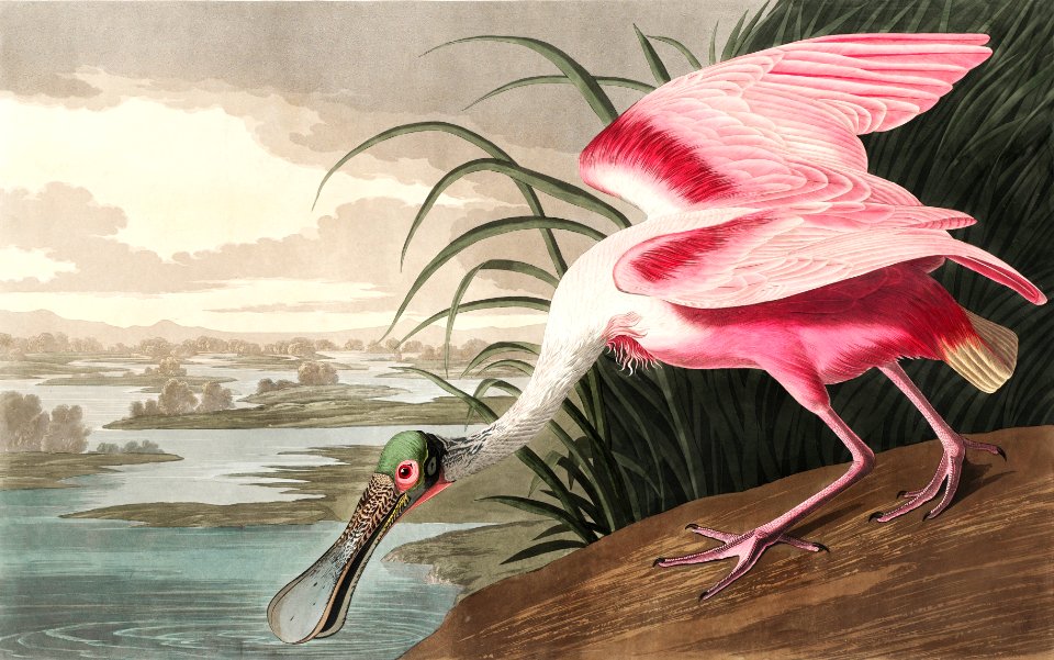 Roseate Spoonbill from Birds of America (1827) by John James Audubon, etched by William Home Lizars.